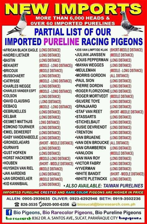 pampanga bulacan pigeon clocking